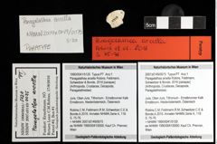 Foto (Objekt + Etiketten) von Paragalathea arcella (Robins, Feldmann, Schweitzer & Bonde, 2016) 